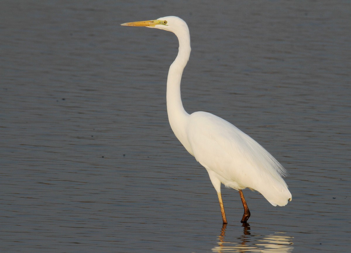 Great Egret - ML540942551