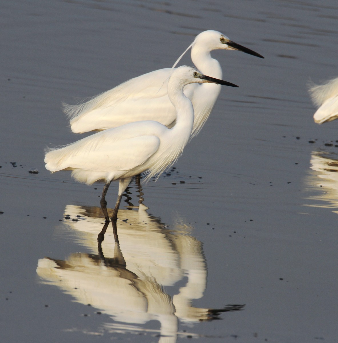 Little Egret - yuda siliki