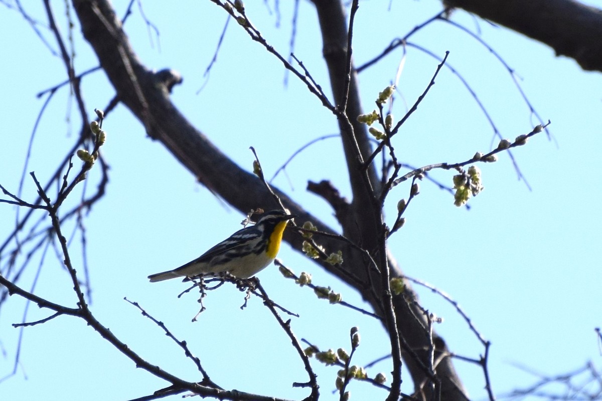 Yellow-throated Warbler - irina shulgina