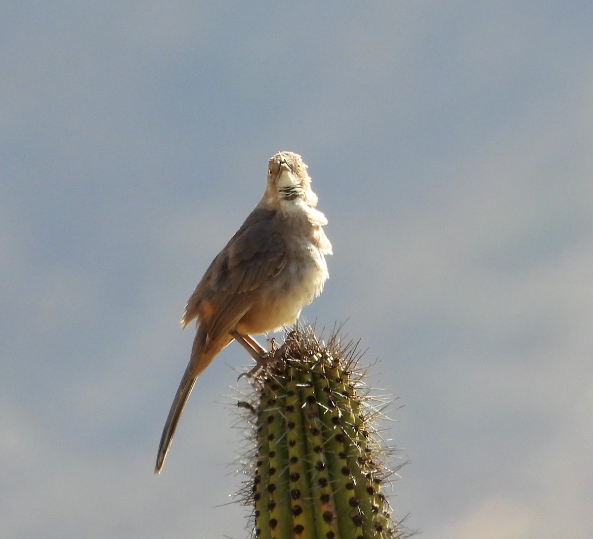 Curve-billed Thrasher - Mary Tannehill