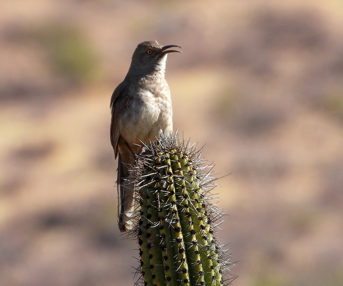 Curve-billed Thrasher - Mary Tannehill