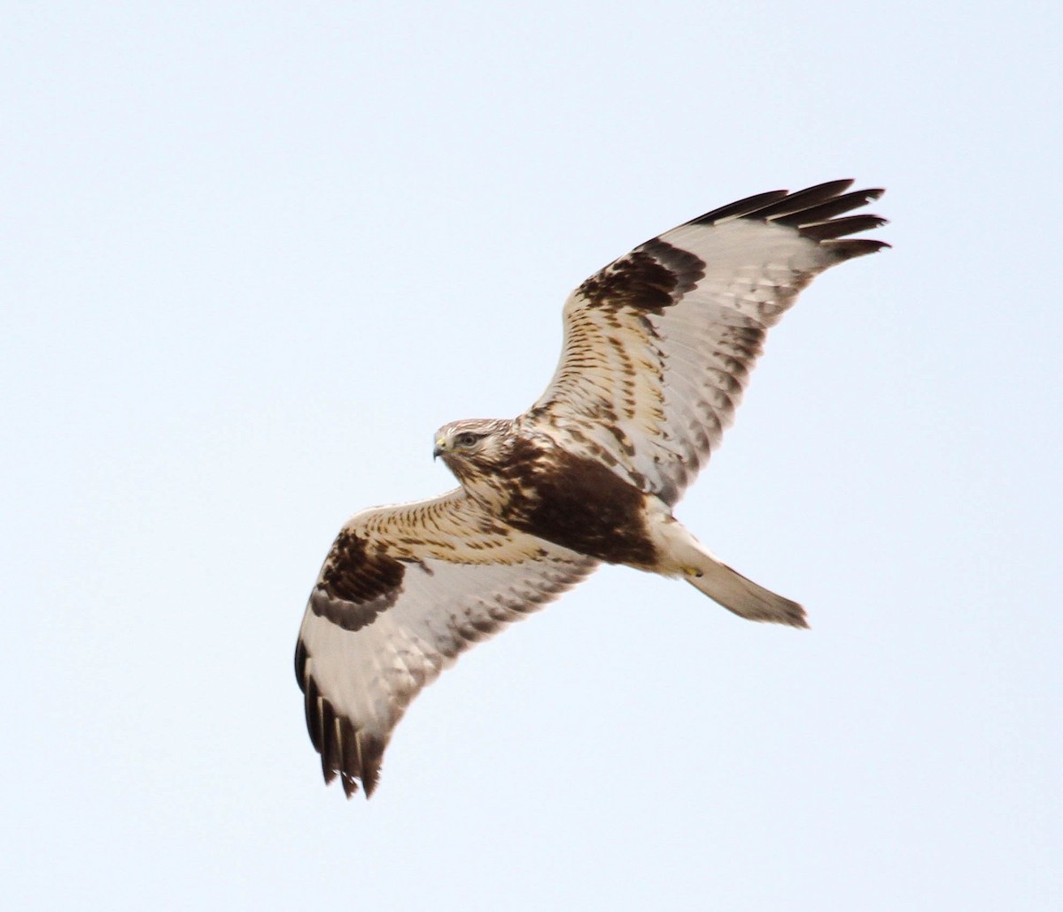 Rough-legged Hawk - Skye Haas