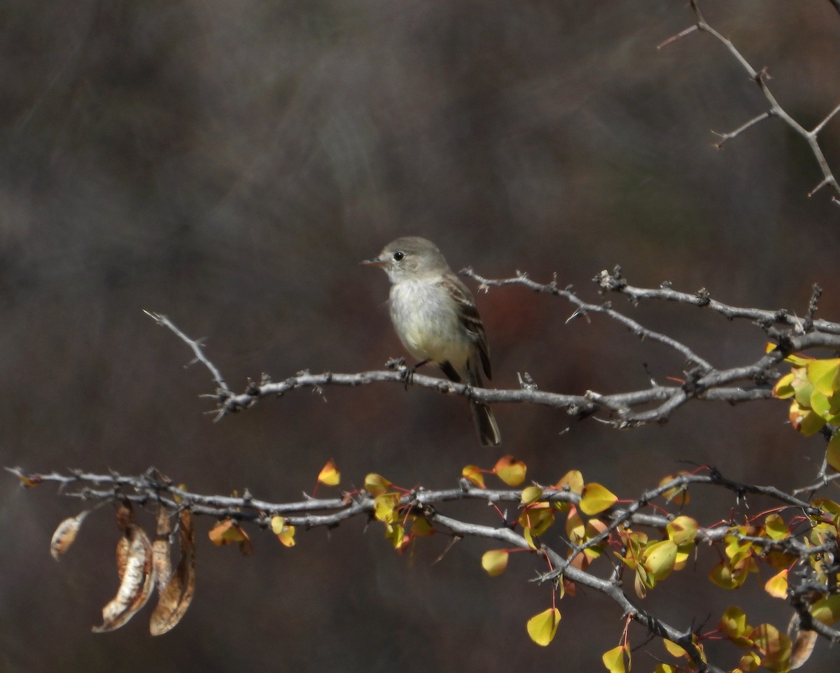 Gray Flycatcher - ML540946311