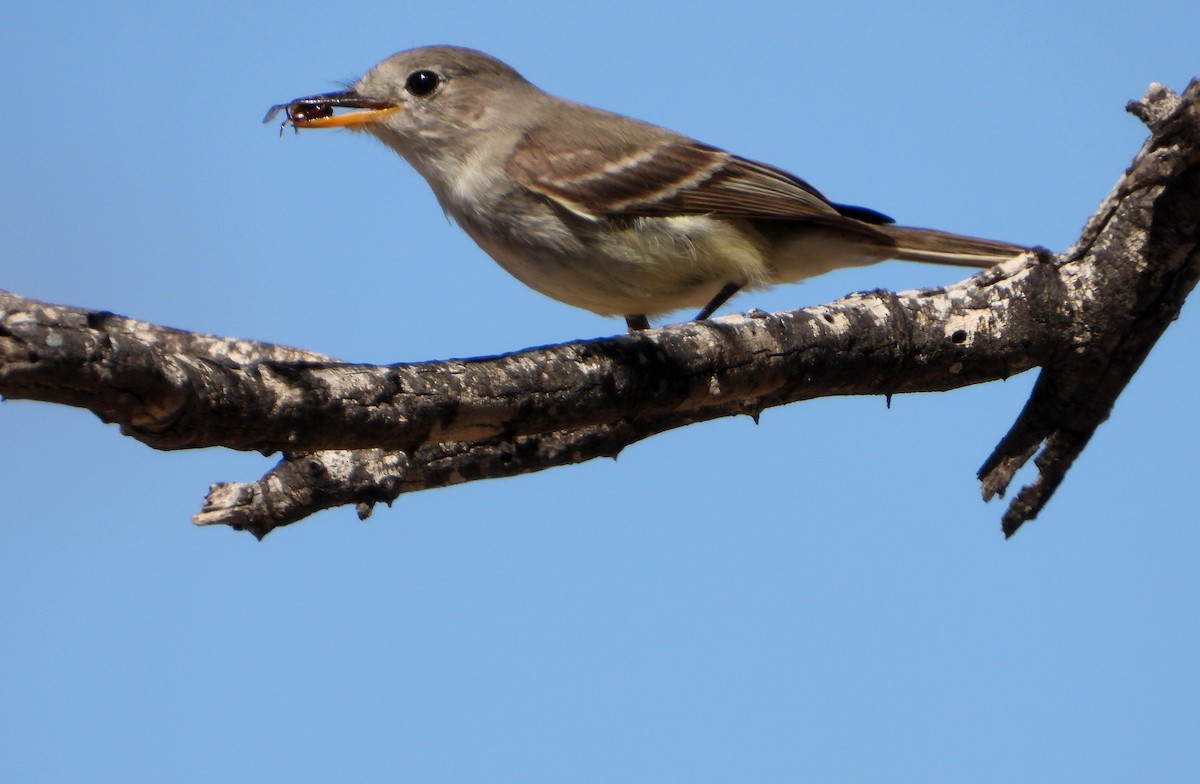 Gray Flycatcher - ML540946341