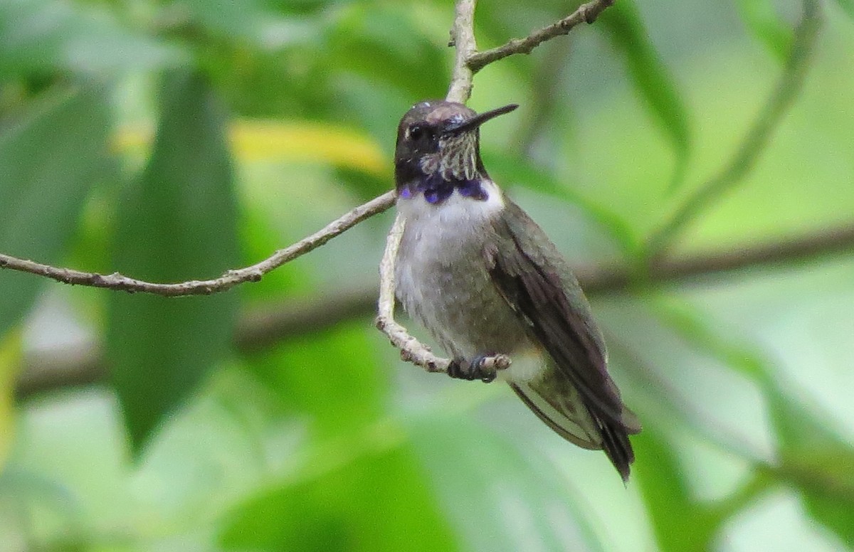 Black-chinned Hummingbird - ML54094701