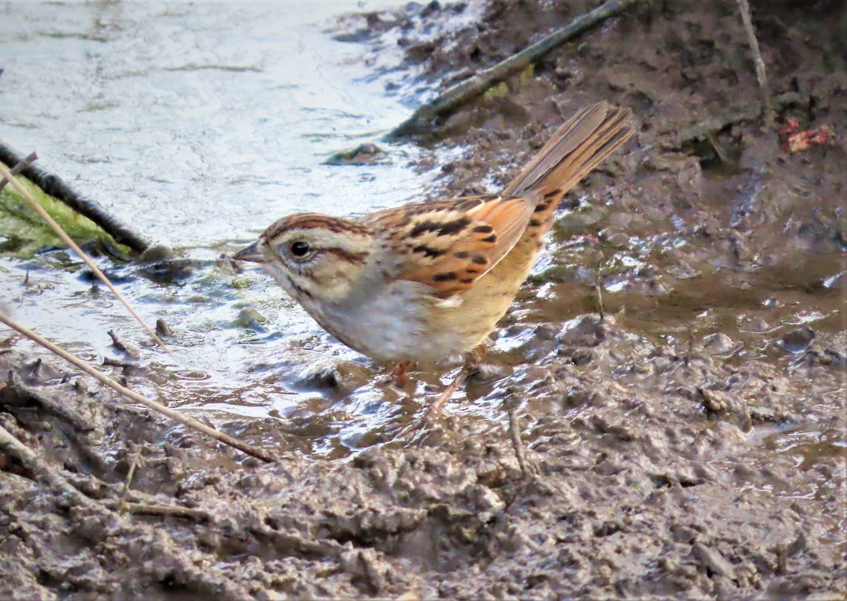 Swamp Sparrow - ML540947151