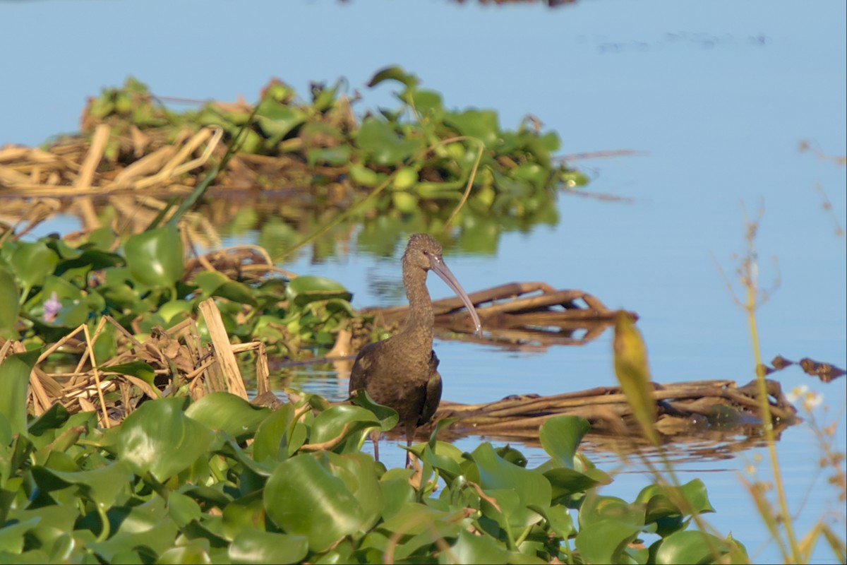 Glossy Ibis - ML540947191