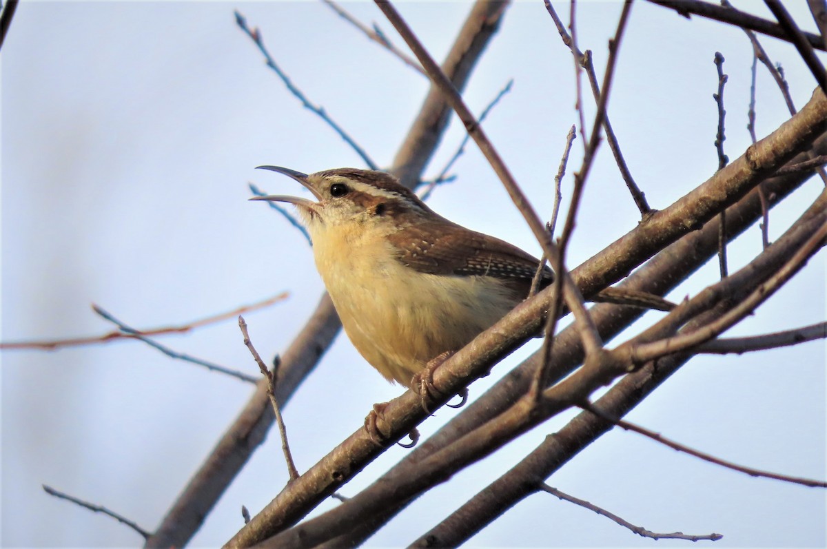 Carolina Wren - ML540947481