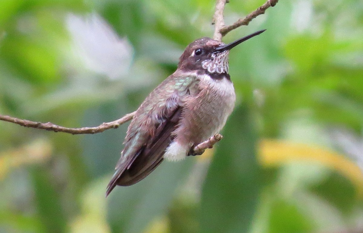 Black-chinned Hummingbird - ML54094771