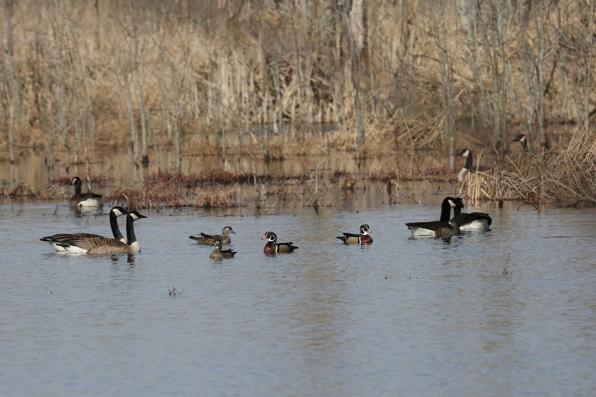 Wood Duck - ML540947721