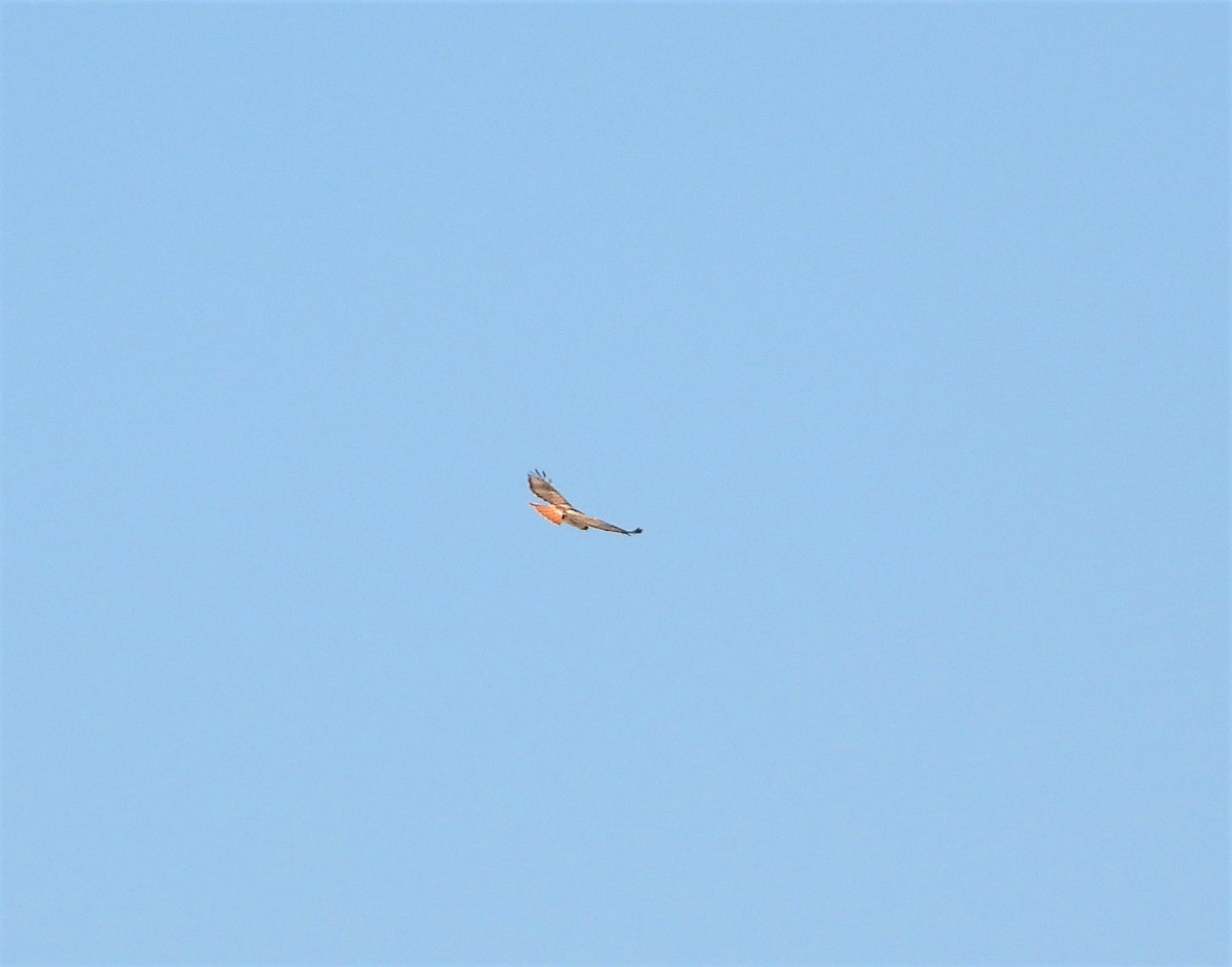 Red-tailed Hawk - ML540947801