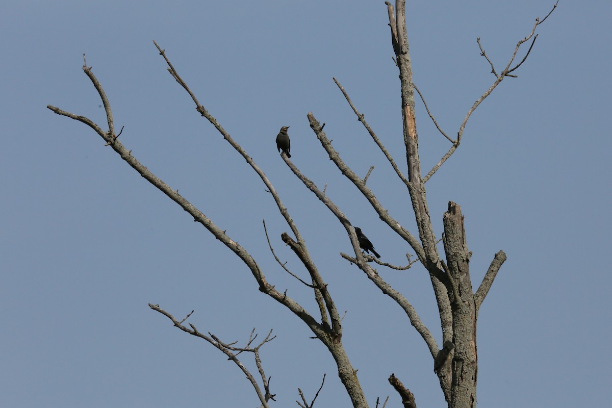 Rusty Blackbird - ML540947811