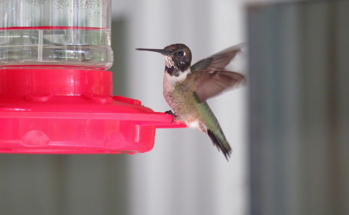 Black-chinned Hummingbird - ML54094801