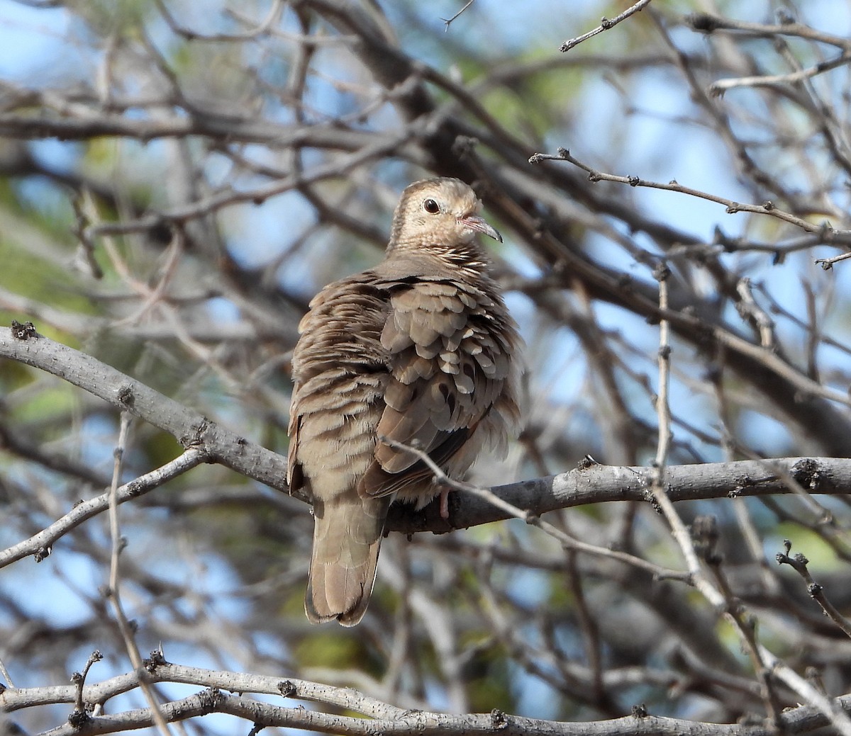 Common Ground Dove - ML540948711