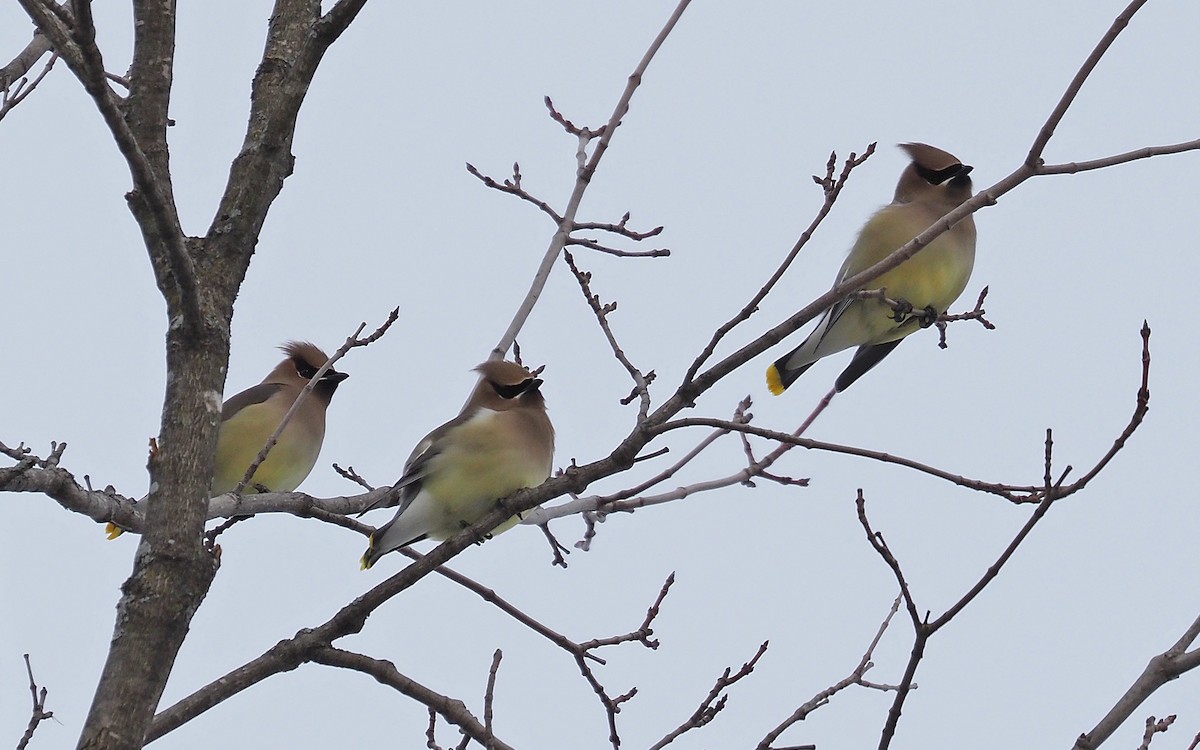 Cedar Waxwing - ML540949591