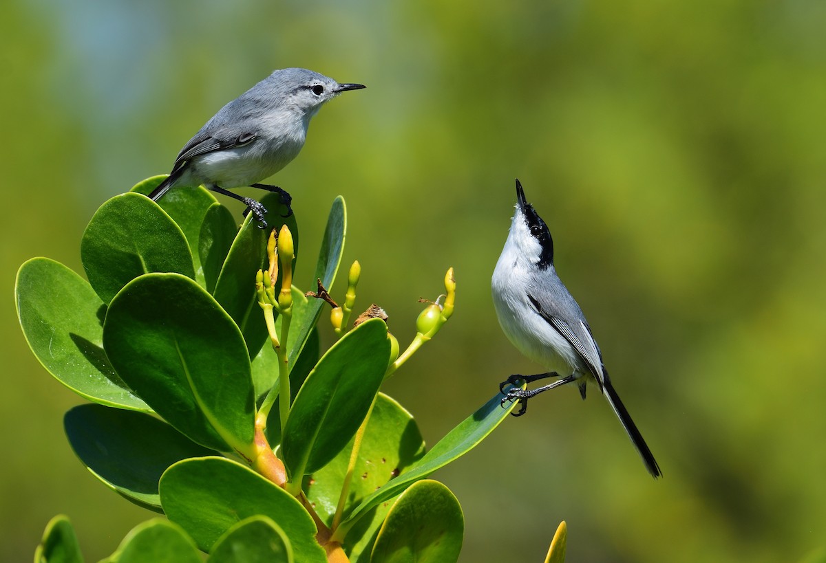 Yucatan Gnatcatcher - Ad Konings