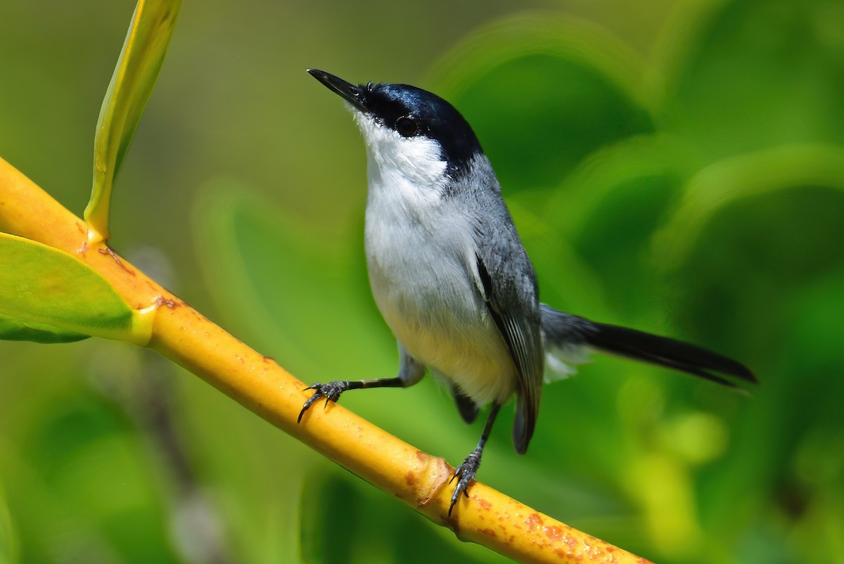 Yucatan Gnatcatcher - Ad Konings