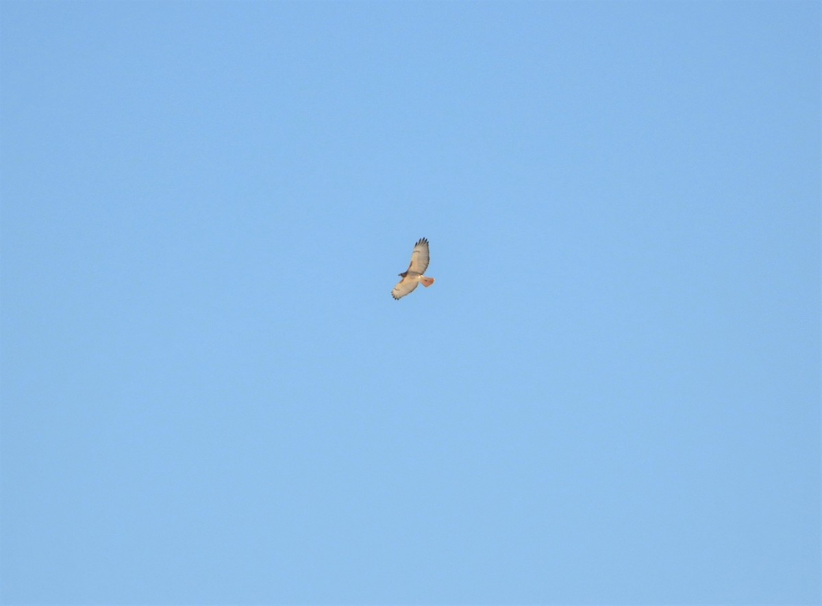 Red-tailed Hawk - ML540950291