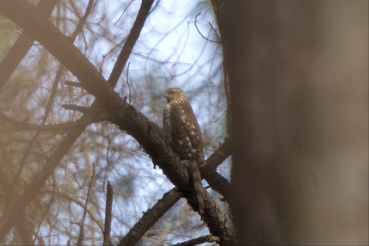 Cooper's Hawk - ML540951411