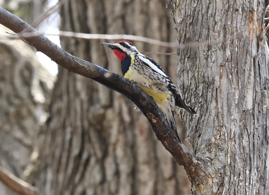 Yellow-bellied Sapsucker - ML54095151