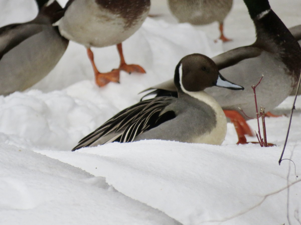 Northern Pintail - ML540951871