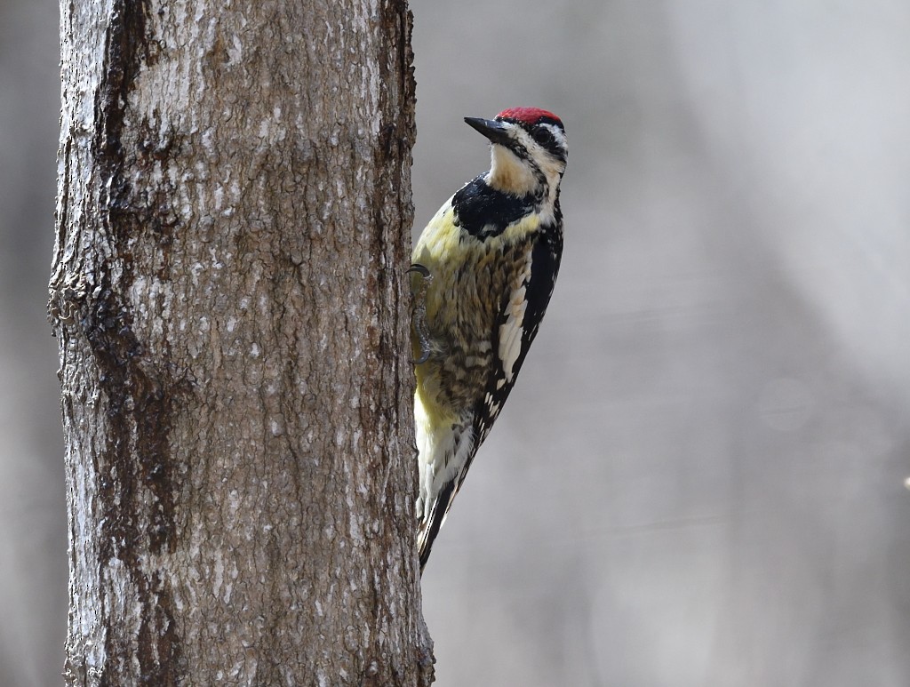 Yellow-bellied Sapsucker - ML54095221