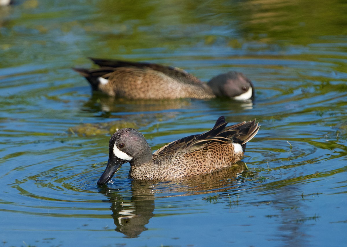 Blue-winged Teal - Anne Inga