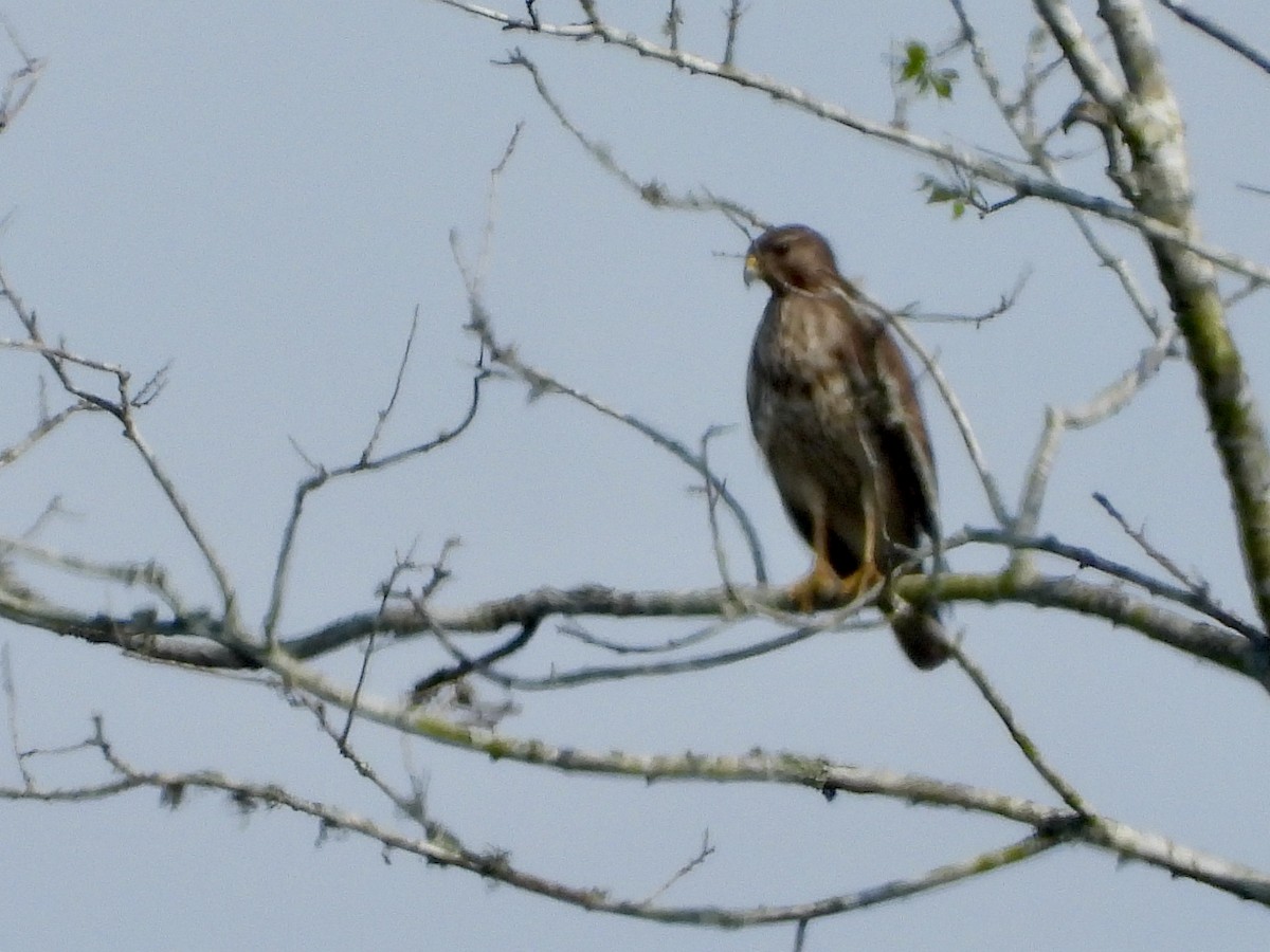 Red-tailed Hawk - ML540953621