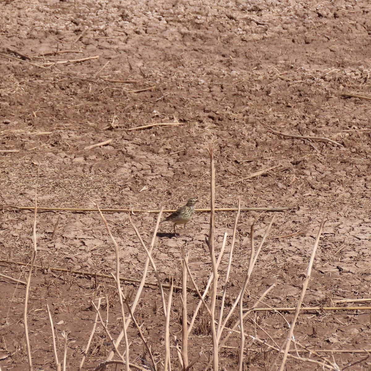 American Pipit - Pamela Gunn