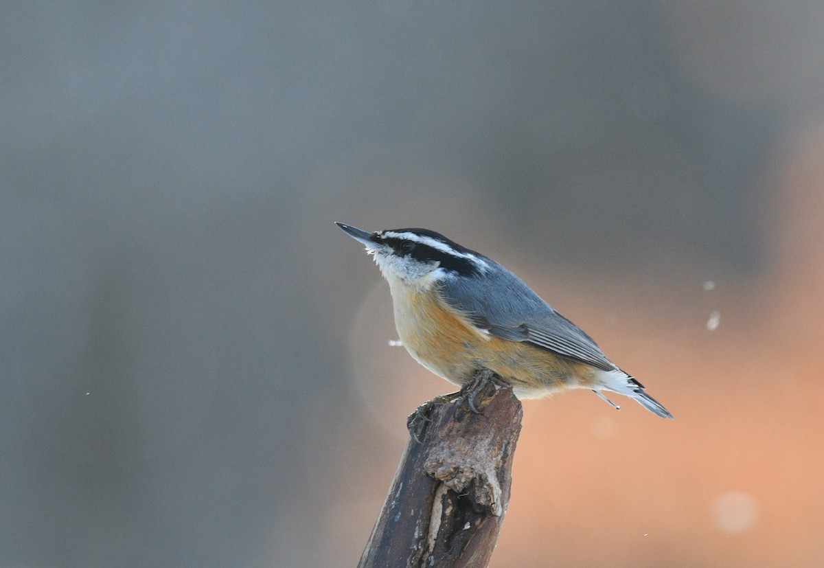 Red-breasted Nuthatch - Jean Guy Chouinard