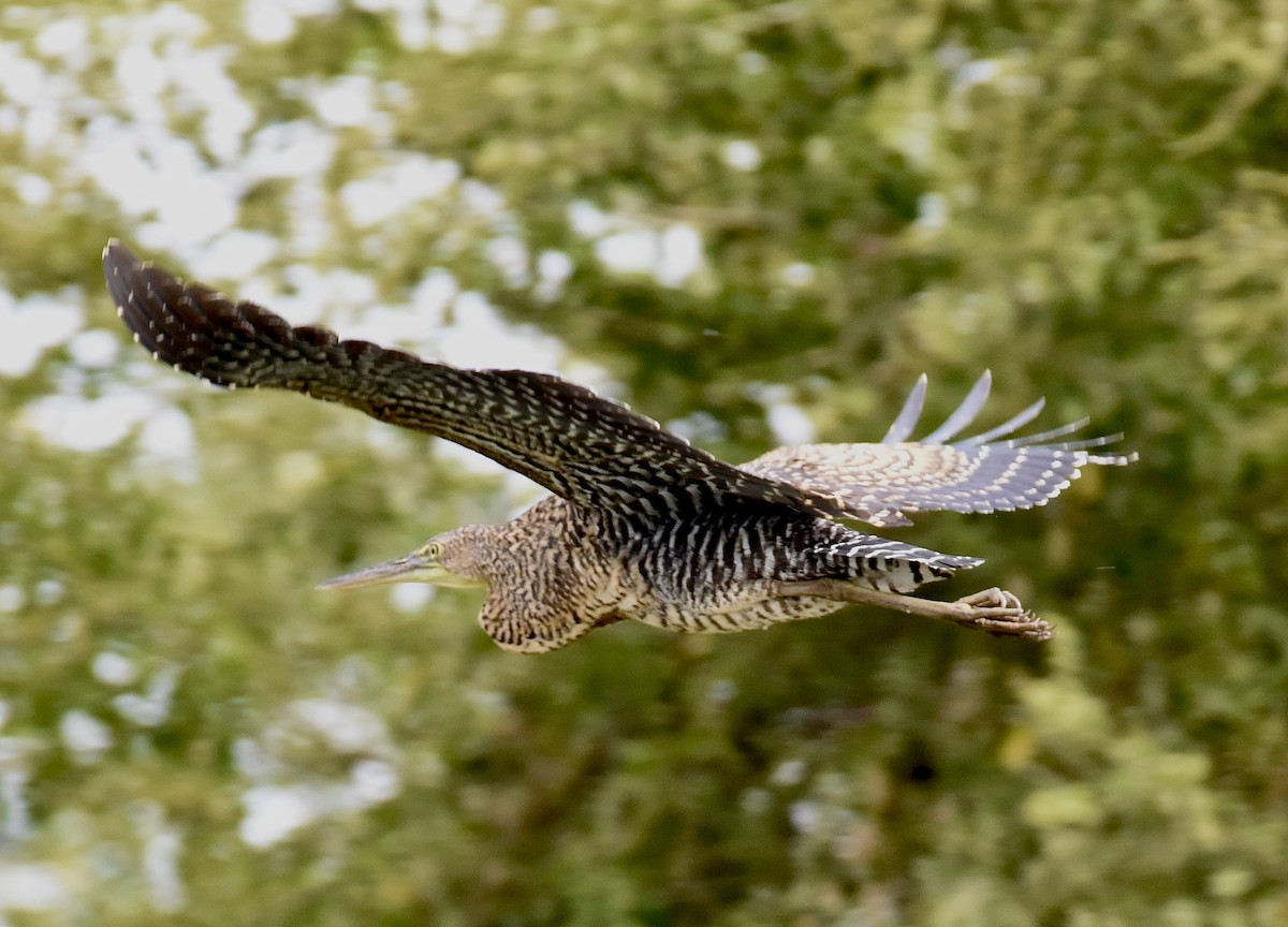 Bare-throated Tiger-Heron - ML540955911