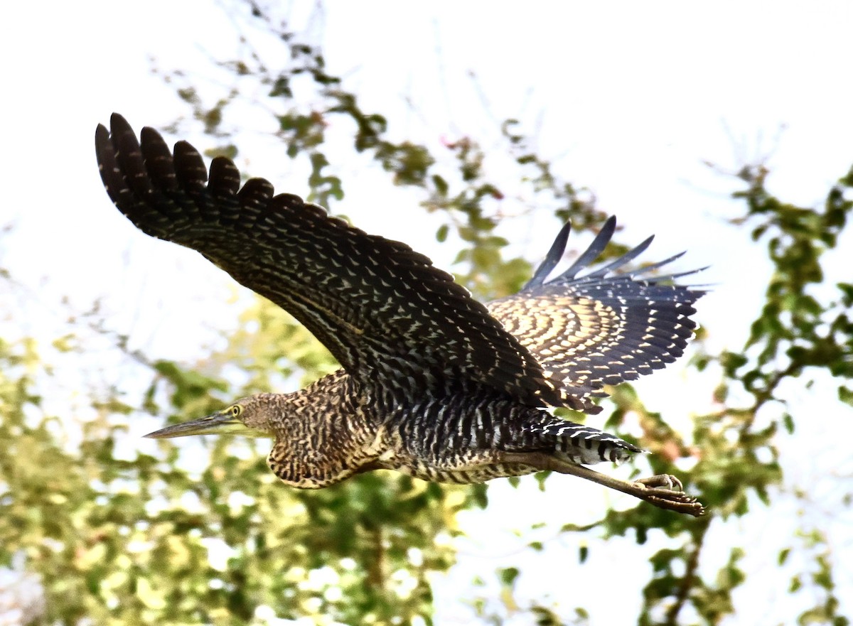 Bare-throated Tiger-Heron - ML540955921