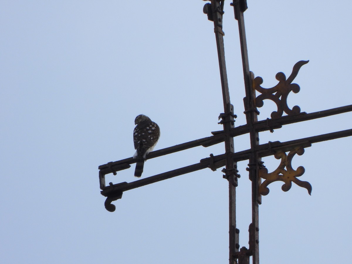 Cooper's Hawk - ML540956571