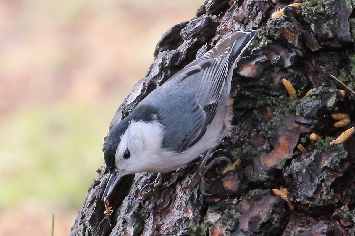 White-breasted Nuthatch - Jeffrey Fenwick