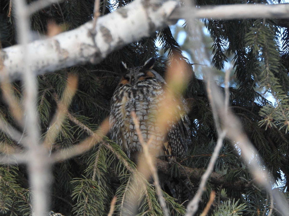 Long-eared Owl - ML540957831