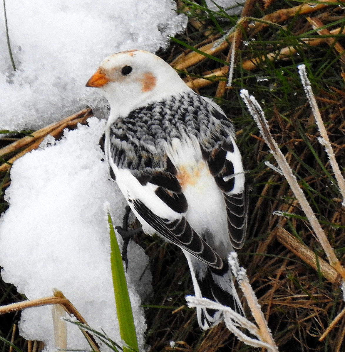 Snow Bunting - ML540959801