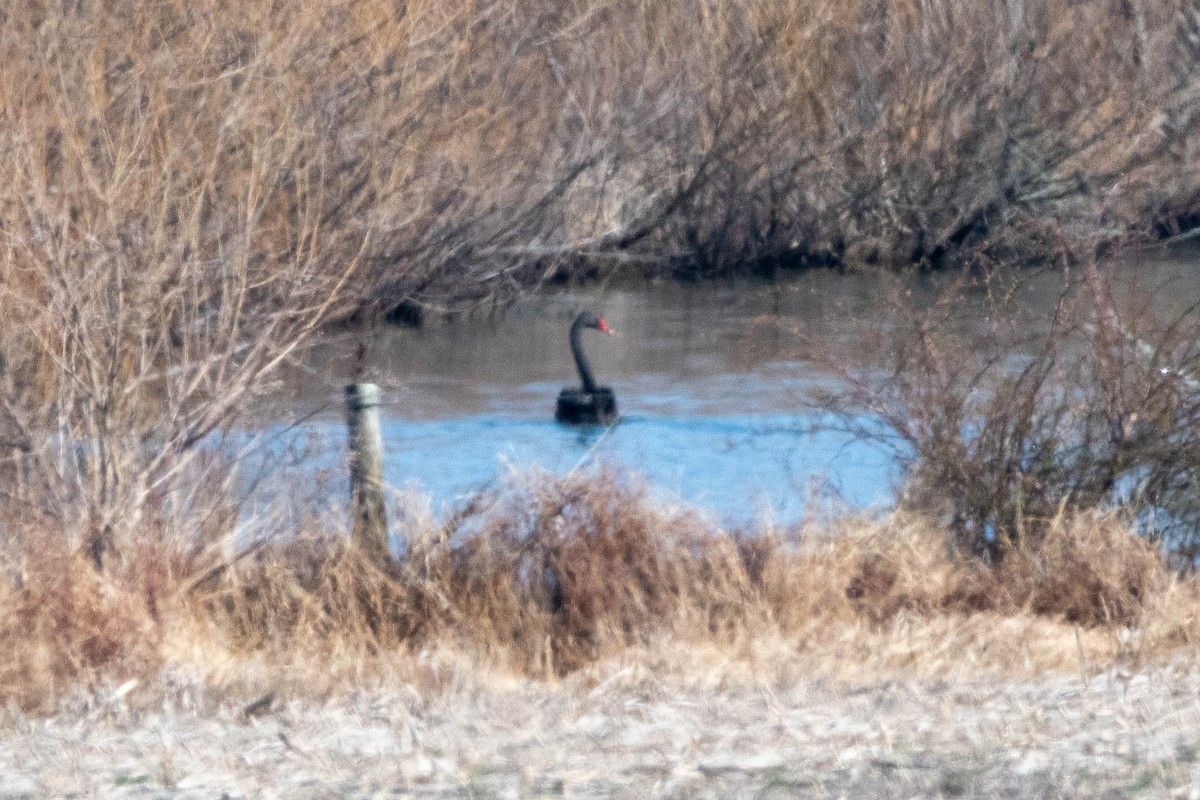 Black Swan - ML540960911