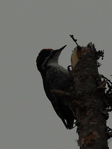 Black-backed Woodpecker - ML540962411