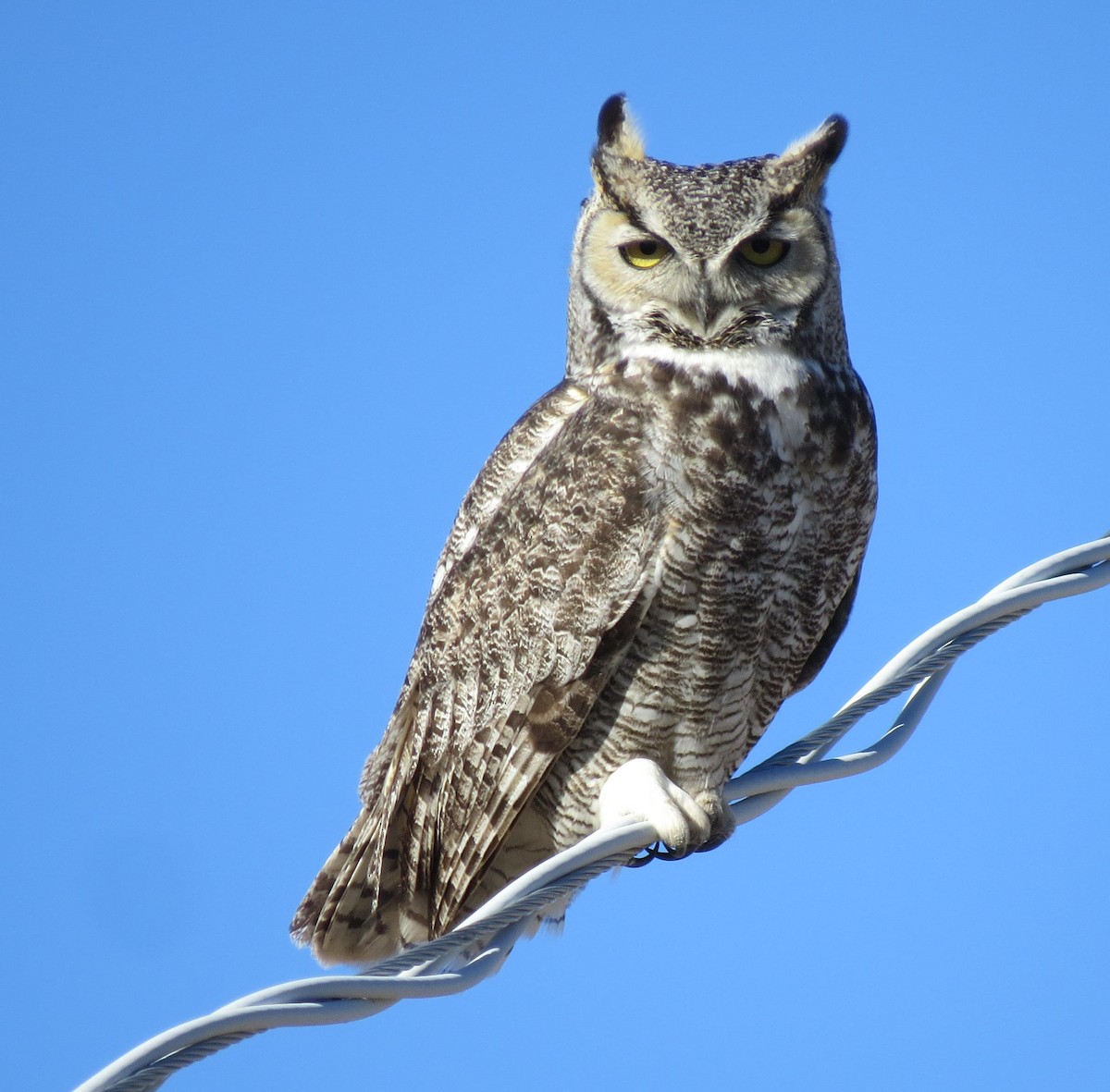 Great Horned Owl - Ed Dunn