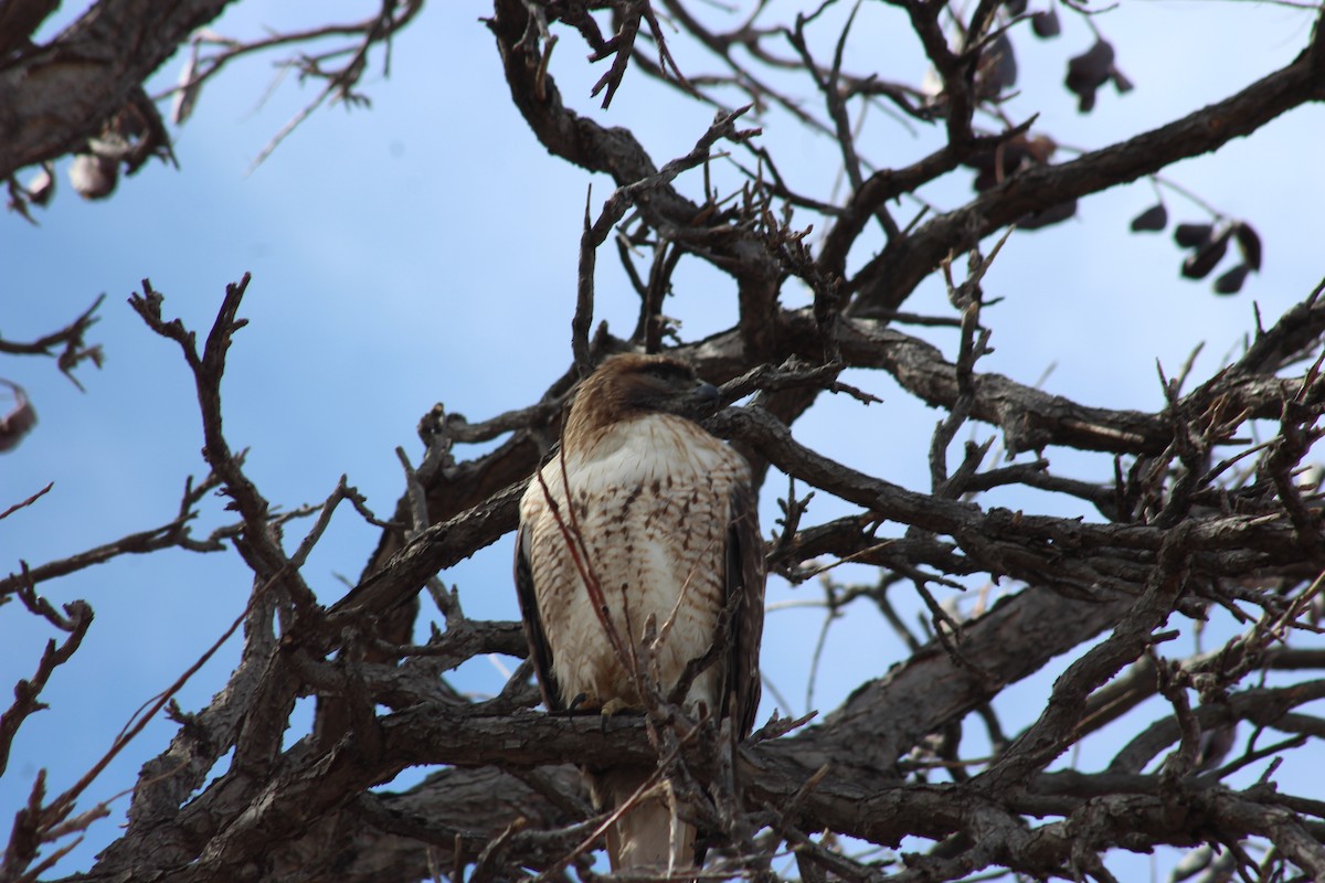 Red-tailed Hawk - ML540964101