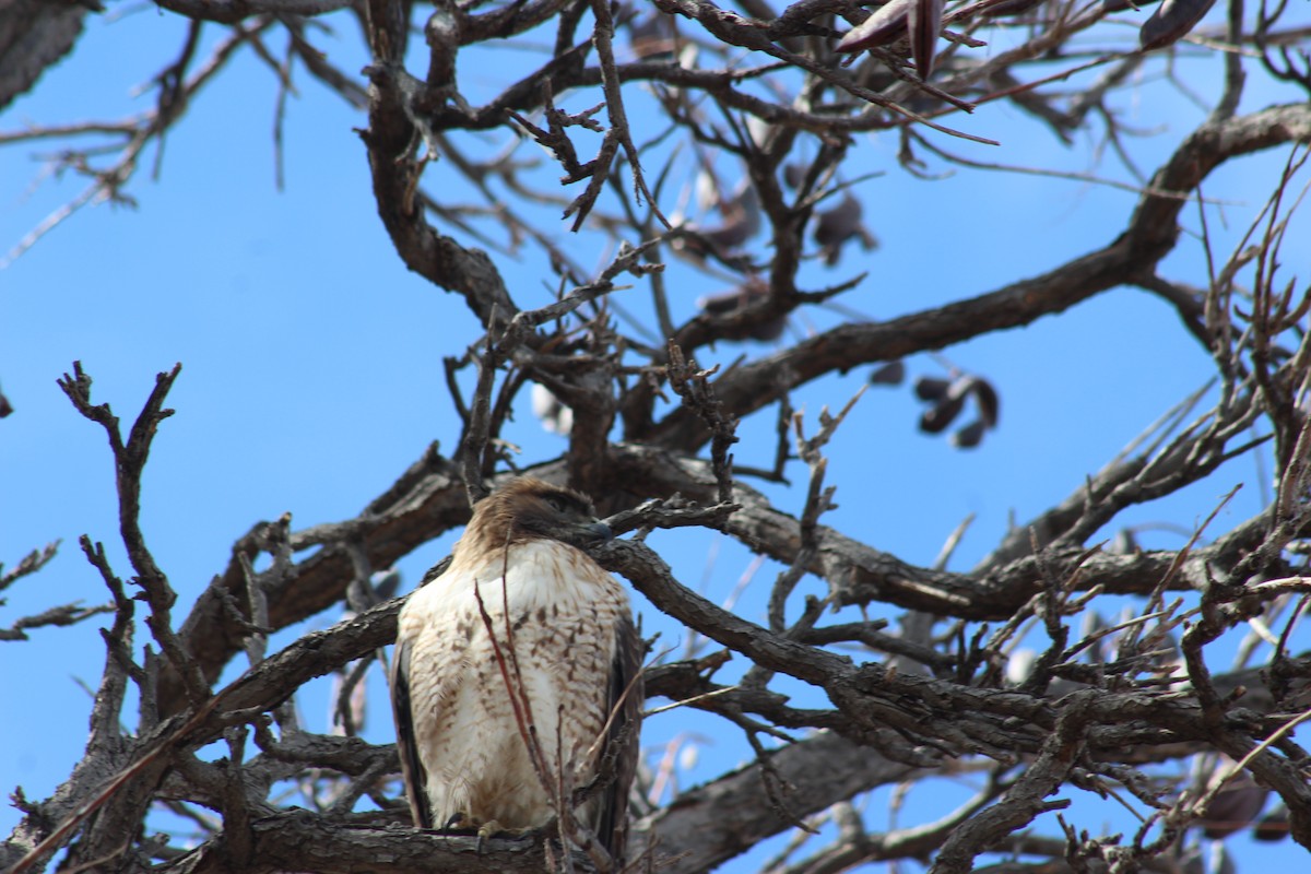 Red-tailed Hawk - ML540964431