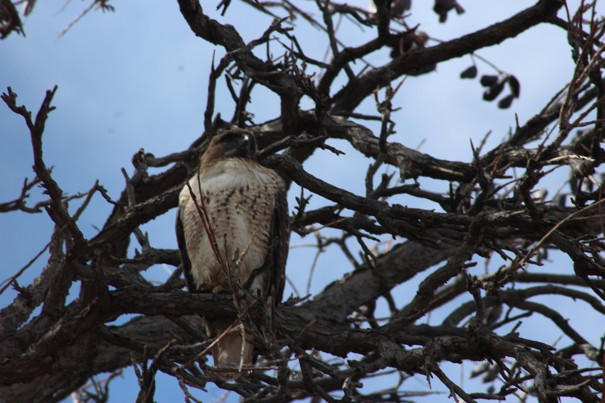 Red-tailed Hawk - ML540964571