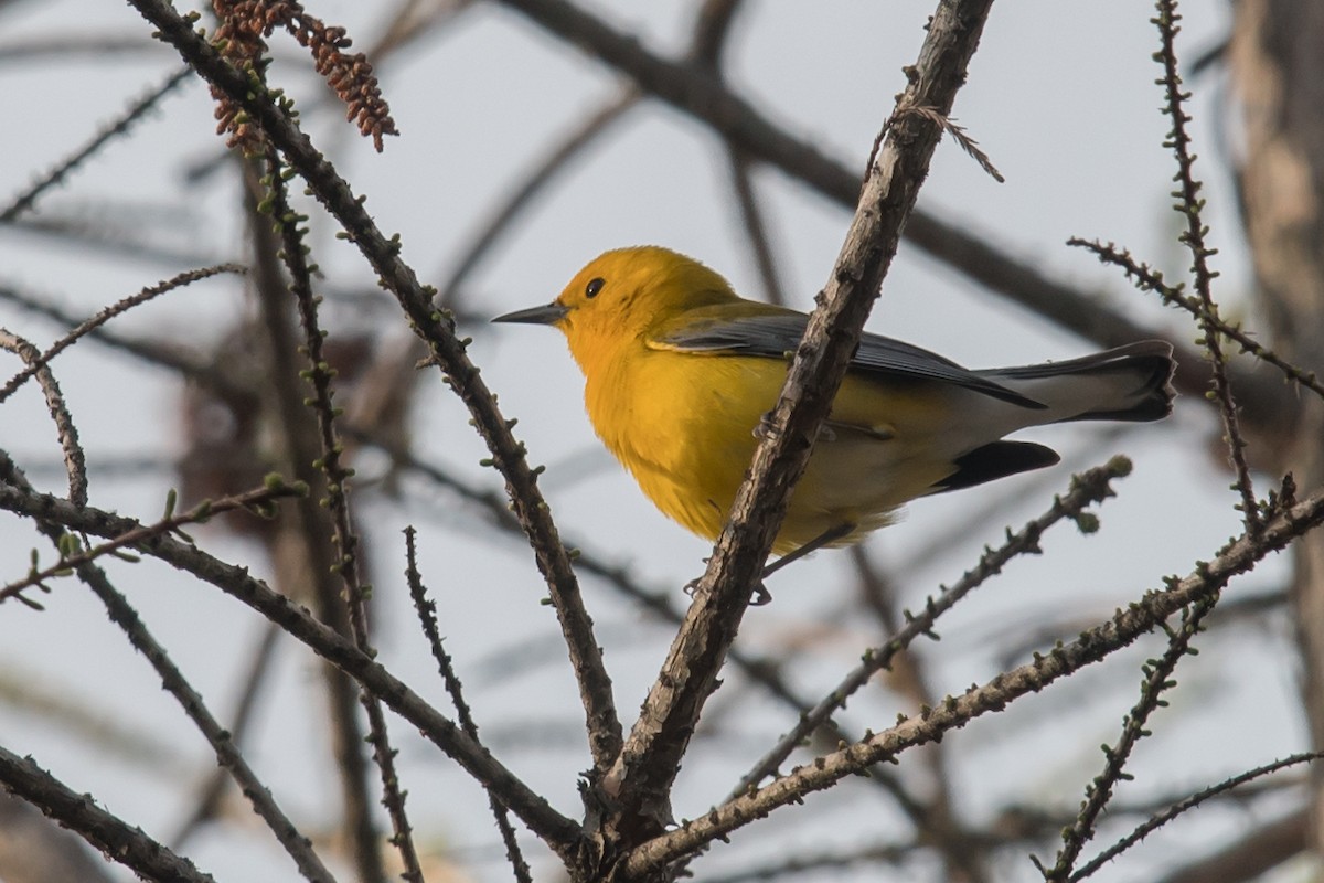 Prothonotary Warbler - ML54096481