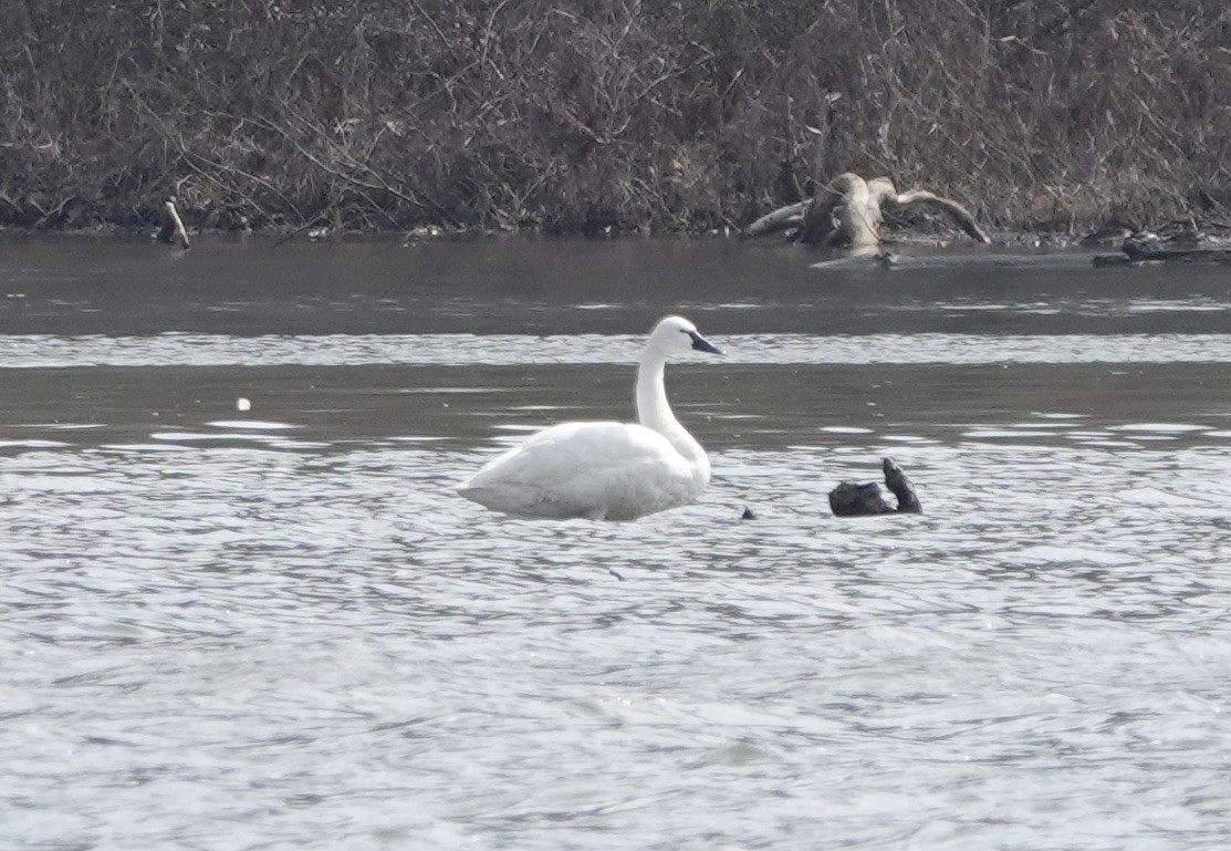 Tundra Swan - Dave Ebbitt