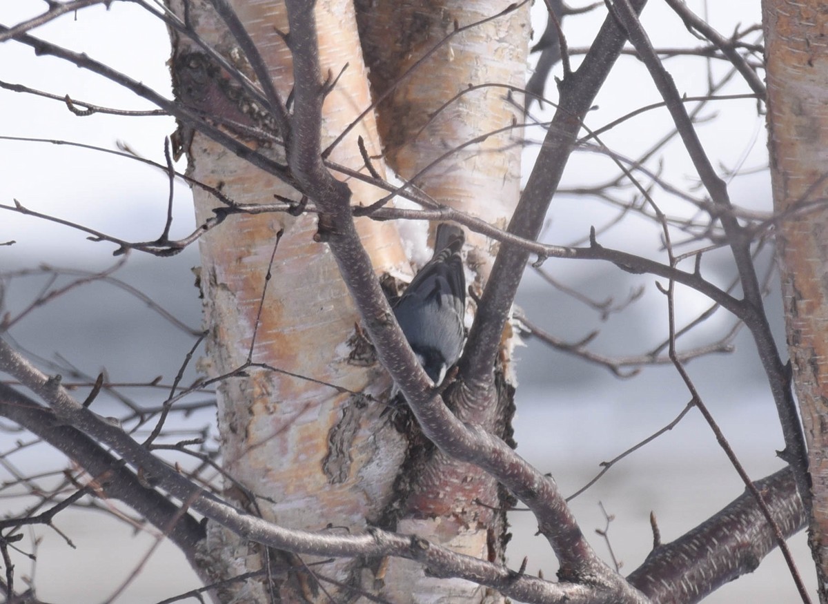 White-breasted Nuthatch - ML540968071