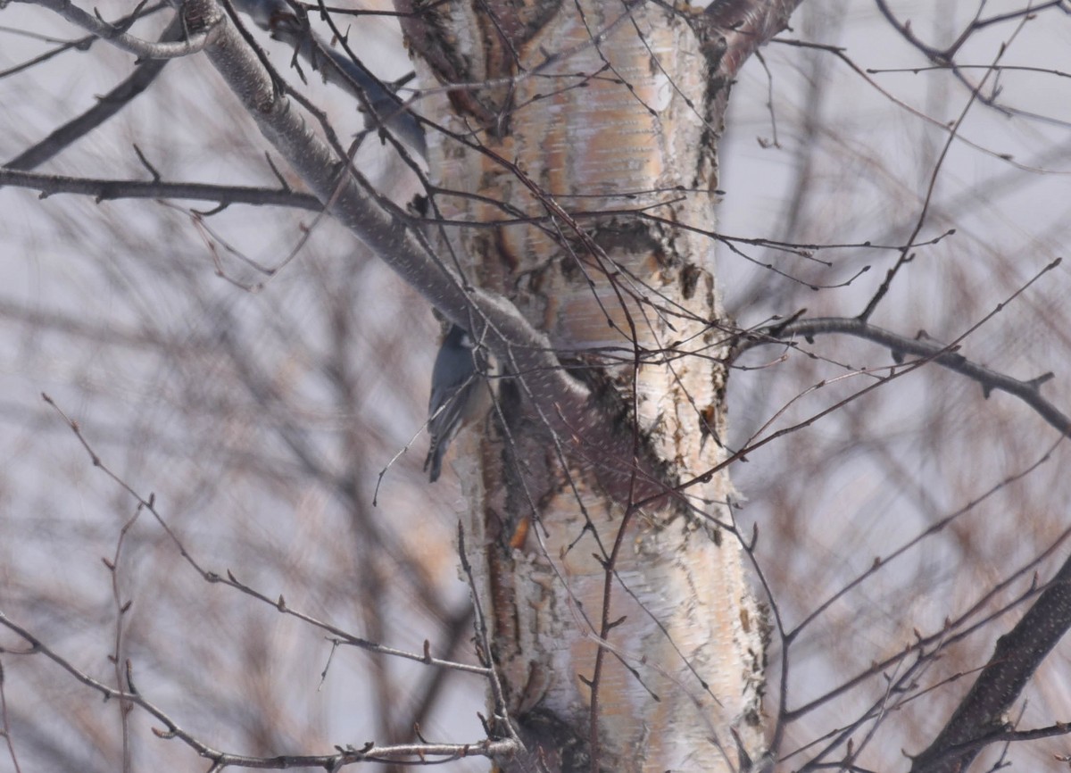 White-breasted Nuthatch - ML540968081