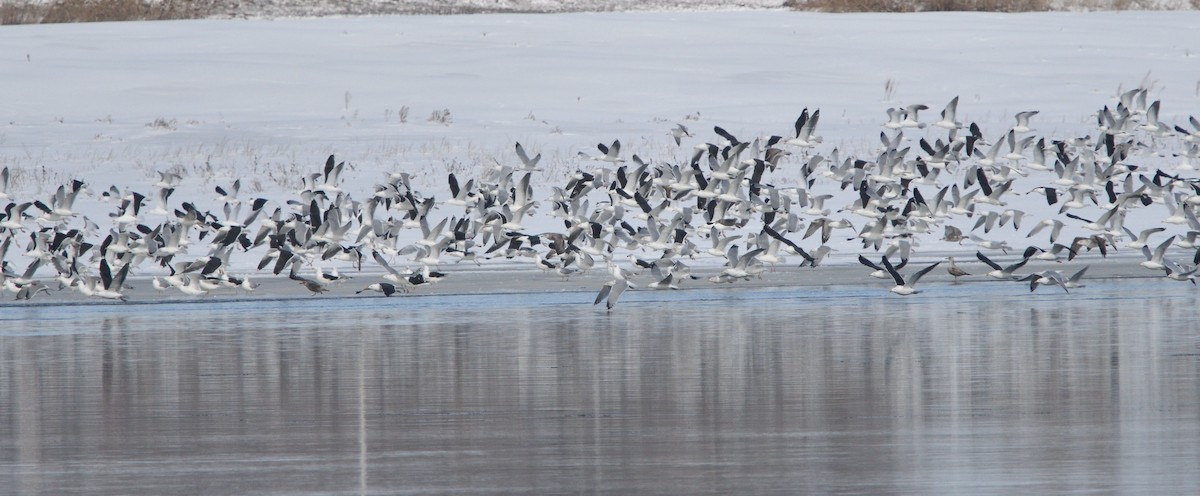 Great Black-backed Gull - ML540968271