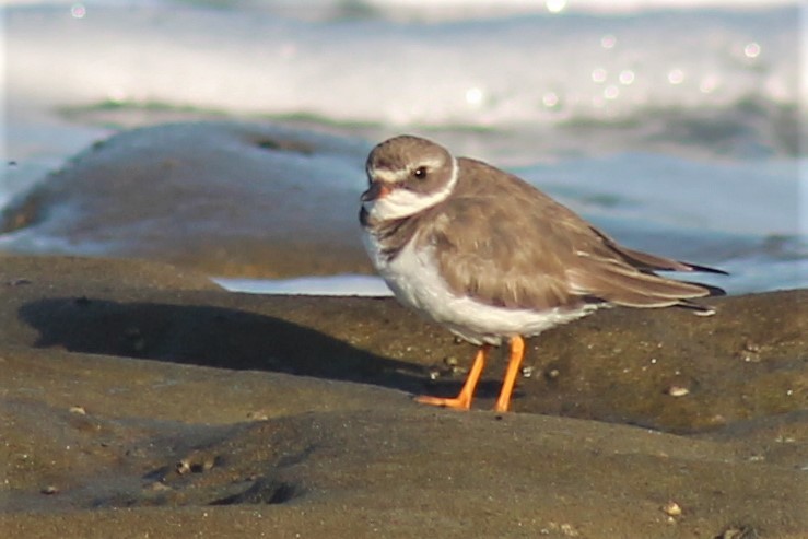 Semipalmated Plover - ML54096991