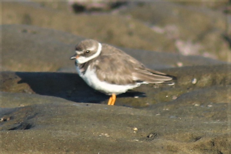 Semipalmated Plover - ML54097001