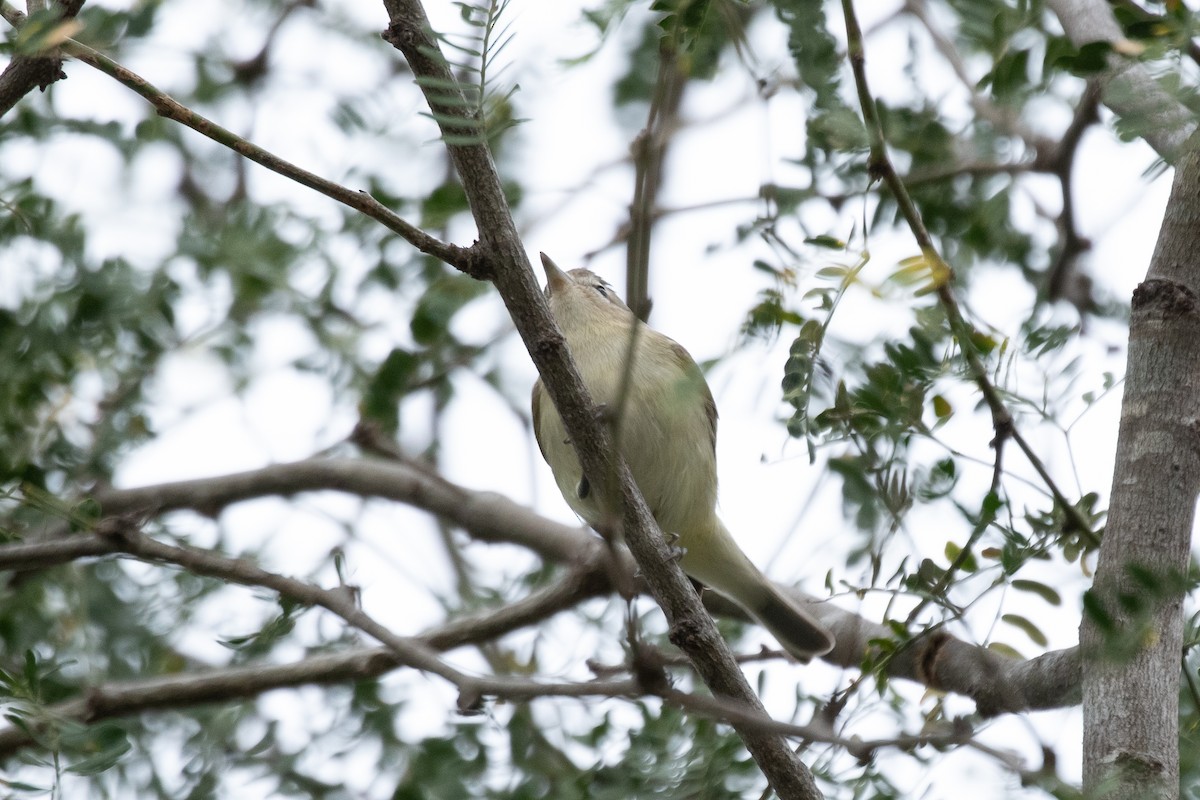 Warbling Vireo (Western) - ML540970111